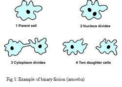 Binary fission is the most common asexual reproduction method exhibited by prokaryotic organisms and single cell eukaryotic organisms. Reproduction - Amoeba