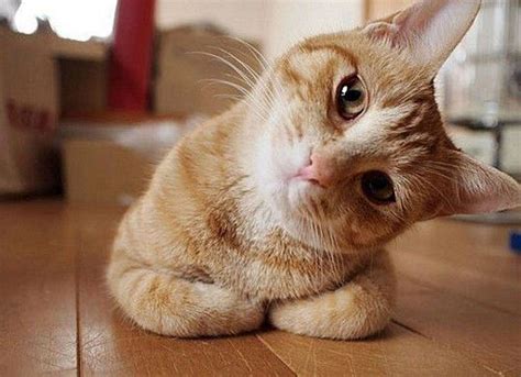 That Curious Cat 🐱