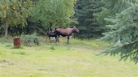 Moose In Yard 82918 Youtube