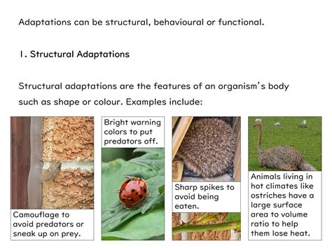 Competition And Adaptation GCSE Biology AQA Teaching Resources