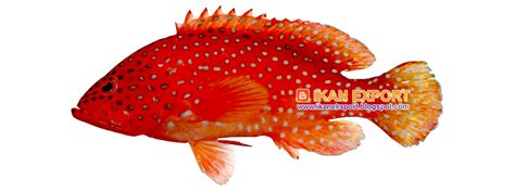 People interested in ikan kerapu also searched for. Ikan Eksport: Mei 2016