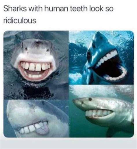 Shark Memes Amino Sharks Funny Sharks With Human Teeth Happy Shark