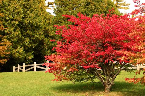 Fall Colored Shrubs To Make Your Neighbors Green With Envy ~ Bless My Weeds
