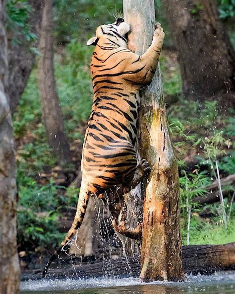 Ow 😲😱 A Beautiful Sub Adult Male Bengal 🐯 Tiger Climbing A Tree An