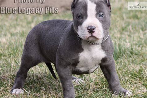 Pitbulls have had an unwarranted bad reputation over the past years and mass media promotes them as biters and it is almost impossible to find a puppy adopting organization that won't cost you a penny. Pitbull puppy for sale near me, how to stop a dog barking ...