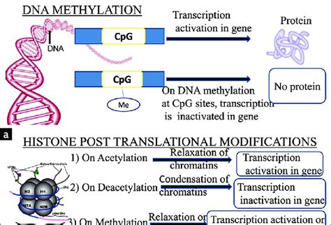 Dna Methylation And Posttranslational Modifications In Histone B