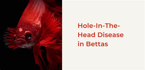 Hole In Head Disease In Bettas Symptoms Treatments