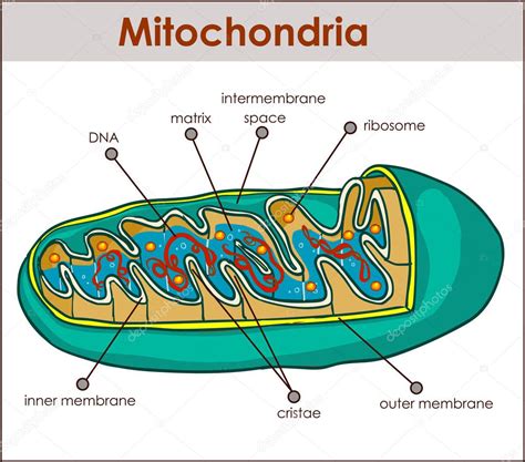 Ilustrador Vectorial De Sección Transversal De Mitocondrias 2022