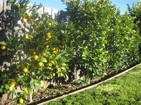 Lemon Fence Three Years Ago I Planted A Lemon Hedge Against Our