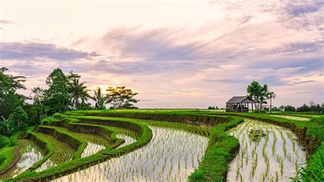 Apa Yang Menyebabkan Sistem Subak Berhasil Meraih Perhatian Dunia Homecare