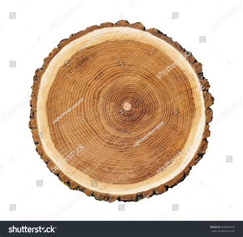 Big Tree Trunk Slice Cut Woods Stock Photo 639904528 Shutterstock