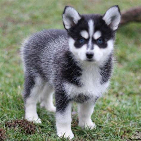 All puppies born at the pomsky patch are cared for right inside our home until the day they leave with their new families. Pomsky Puppies For Sale - Pomsky Breed Profile | Забавные ...