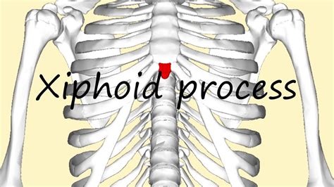 Anatomy Xiphoid Process Human Body Anatomy