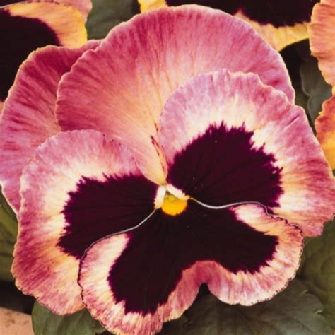 Pansy Matrix Sunrise From Saunders Brothers Inc