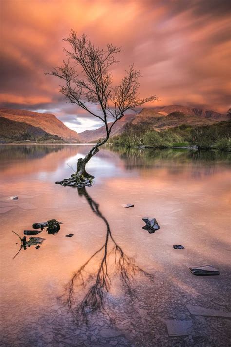 ~~lone Tree On Llyn Padarn Snowdonia Wales By Verity