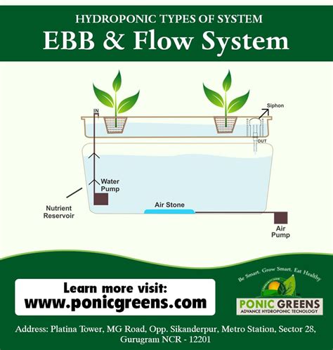 Ebb And Flow Hydroponics System Particulary Logbook Photogallery
