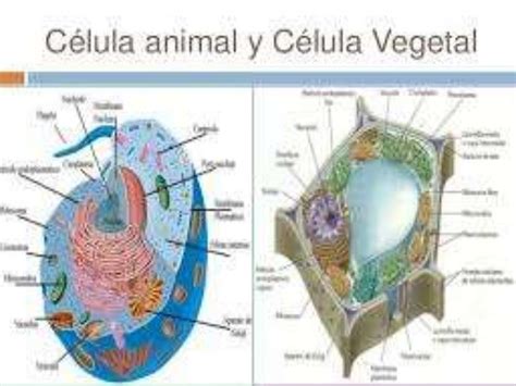 1 Celula Animal Y Vegetal