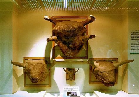 Bull Heads From Çatalhöyük Neolithic Museum Of Anatolian