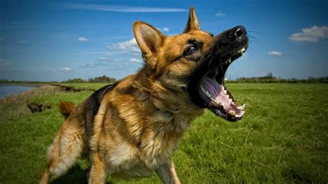 Understanding And Handling Dog Aggression My Pets