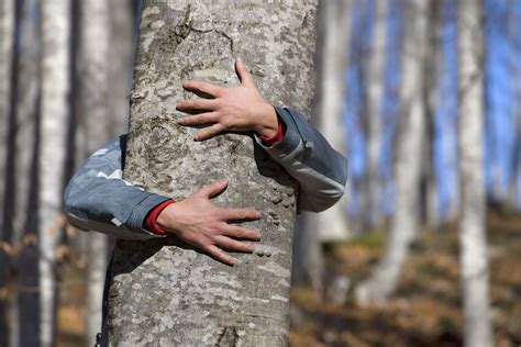 Quiz Are You A Tree Hugger