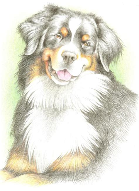 Colored Pencil Drawing Of Bernese Mountain Dog Bayla From