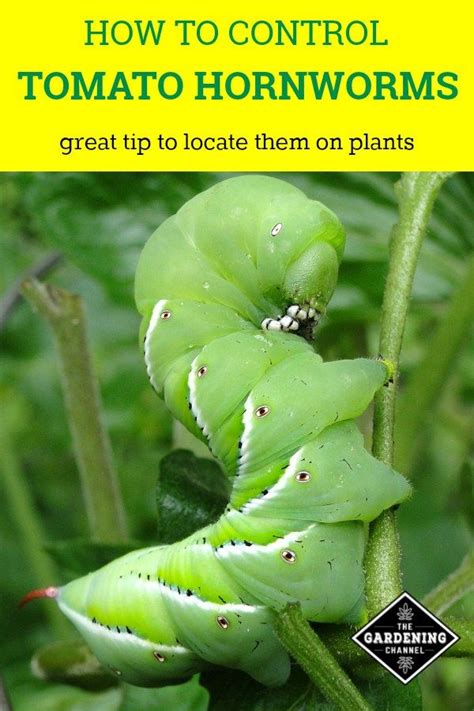 How To Identify And Control Tomato Hornworms Gardening Channel Tips