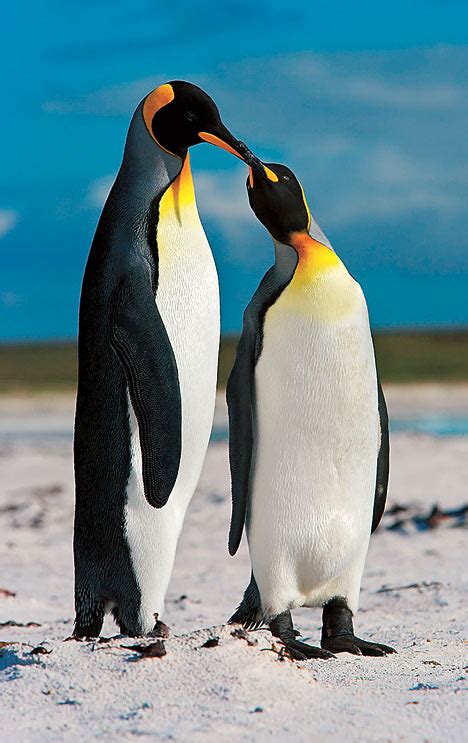 The majority of species live not in antarctica but rather between latitudes 45° and 60° s, where they breed on islands. How penguins p-p-pick their p-p-partners | Daily Mail Online