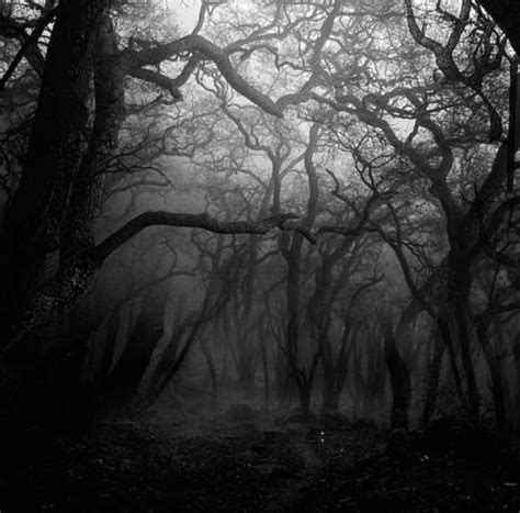The Evil Forest Dark But Cool In 2019 Nature Dark Wood Mists