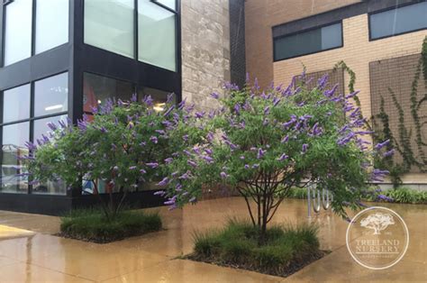Texas mountain laurel grows in limestone soils in central and southwest texas and to 5000 feet in the chisos and davis mountains. Vitex are my favorite purple flowering tree in Texas