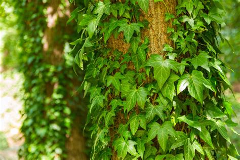English Ivy Plants: Picture, Warning, Growing Tips