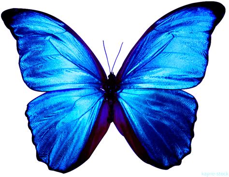 86 Blue Butterfly Png Vector For Free 4kpng