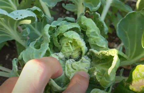 How To Organically Get Rid Of Aphids On Brussels Sprouts
