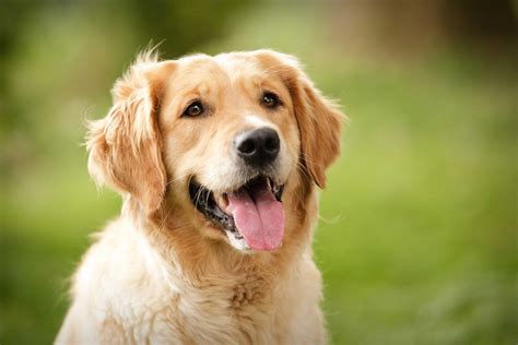 Golden Retriever Dog Breed Information Images Characteristics Health