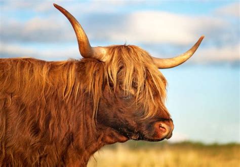10 of the most exceptional cattle breeds cattle cow highland cattle