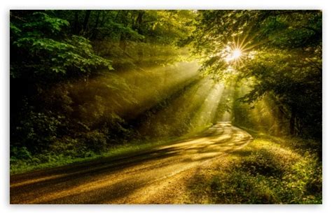 Download Sun Rays Through The Forest Trees Road Ultrahd Wallpaper