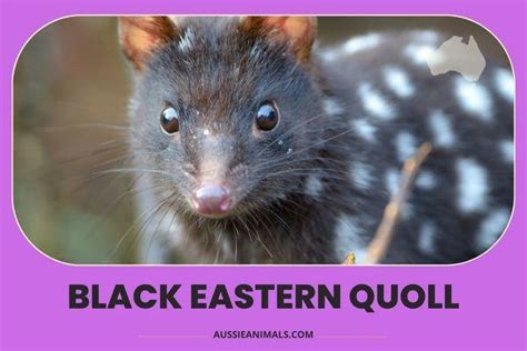 Discover The Unique And Endangered Black Eastern Quoll Aussie Animals