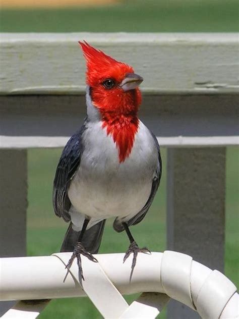 Red Crested Cardinal By Mary Deal In 2021 Crest Cardinal Red