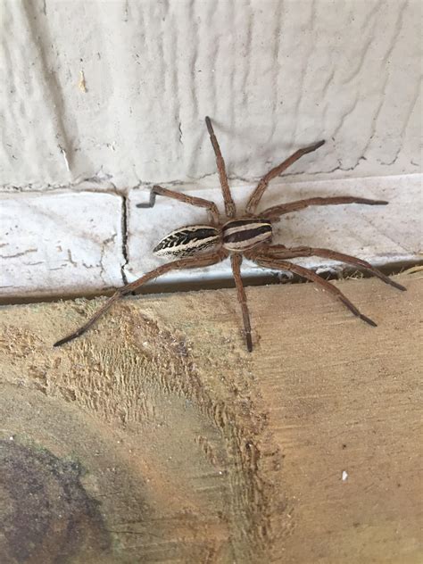 Images Of Spiders In Texas