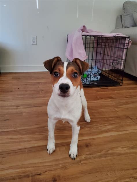 The jack russell terrier is a breed of british origins that was originally developed for fox hunting. Jack Russell Terrier Puppies For Sale | Jacksonville, NC ...