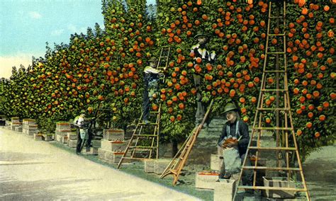 Orange Pickers At Work In A Fine Grove Clippix Etc Educational