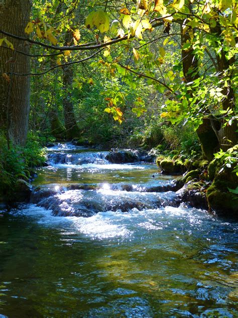 Kostenlose Foto Landschaft Baum Wasser Natur Bach Wildnis
