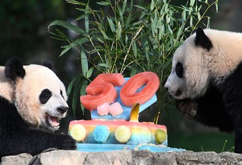 Panda Diplomacy How Has Giant Panda Become The “best Ambassador” For