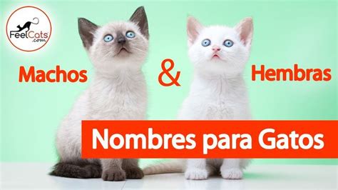 Nombres Para Gatos Machos Y Hembras Bonitos Y Originales Nombres