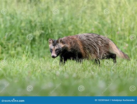 Close Up And Detailed Photos Of The Raccoon Dog Nyctereutes Procenoides