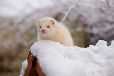 Ferret In The Snow Dyr Søde Dyr