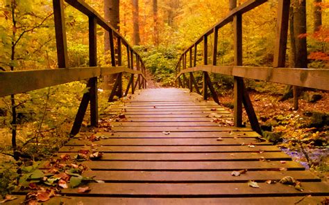 3840x2400 Wooden Bridge Forest Autumn Leaves 4k Hd 4k