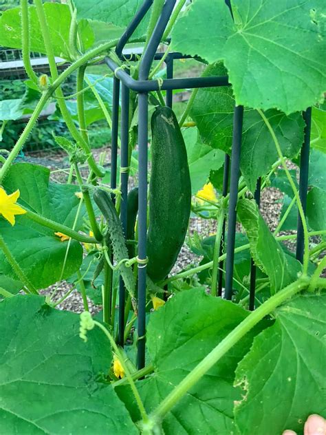 List Of 10 Growing Cucumbers In A Raised Bed