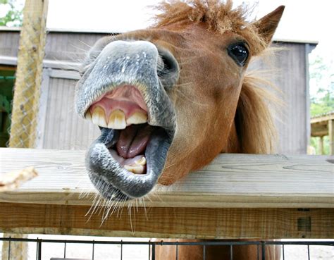 Horse Teeth Yawning Open Free Photo On Pixabay Pixabay