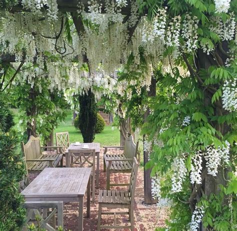 Wisteria Trellis Wisteria Pergola White Wisteria Pergola Garden