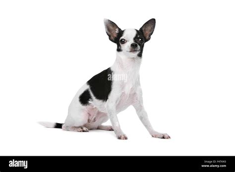 Black And White Chihuahua Dog In Front Of A White Background Stock